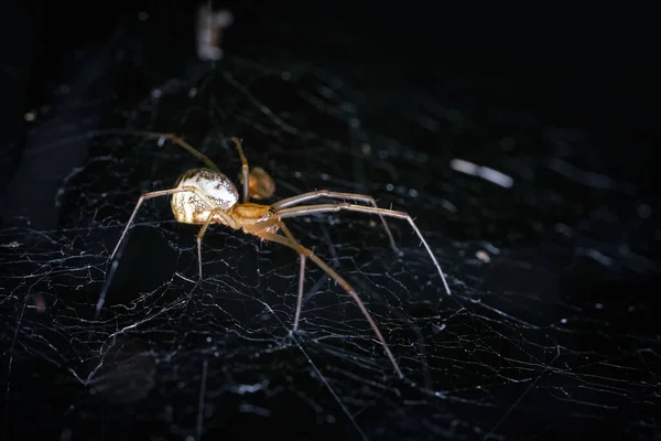 Dictine Spiders Weavers Dictynidae Una Familia Arañas Araneomórficas Superfamilia Dictynoidea — Foto de Stock