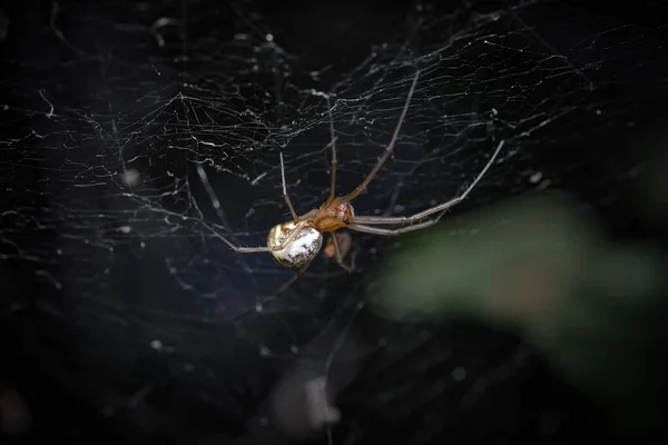 Dictine Spinnenwevers Dictynidae Zijn Een Familie Van Araneomorfe Spinnen Uit — Stockfoto