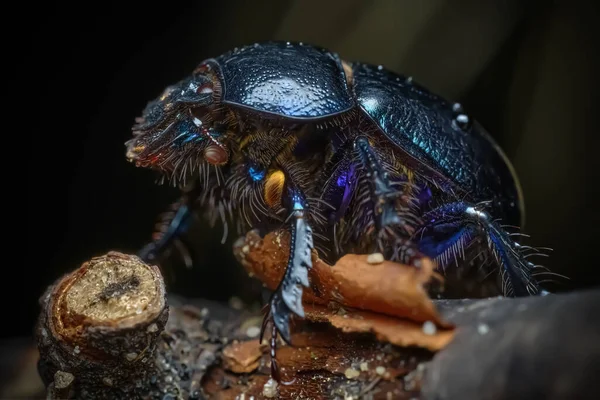 Навозный Жук Geotrupidae Живущий Лесу Красивый Жук Ветке — стоковое фото