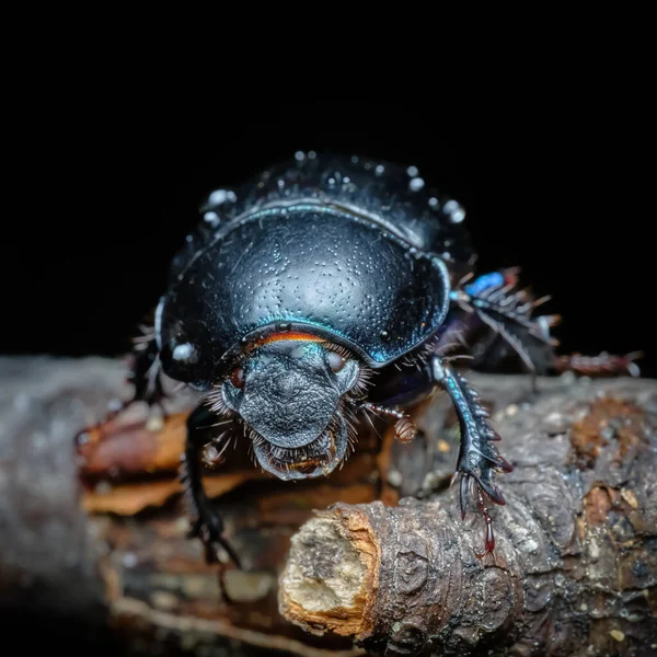 Gübre Böceği Geotrupidae Ormanda Yaşıyor Dalda Güzel Bir Böcek — Stok fotoğraf