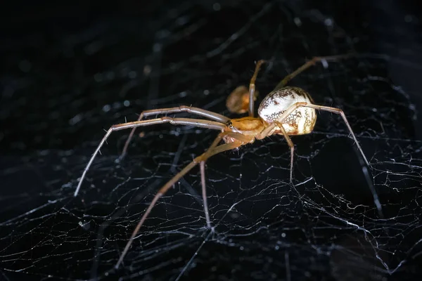 Dictine Spiders Weavers Dictynidae Una Familia Arañas Araneomórficas Superfamilia Dictynoidea — Foto de Stock