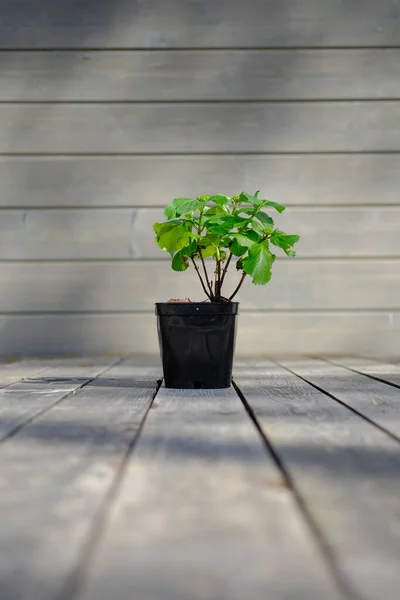 Hermoso Arbusto Hortensia Hortensia Arbolito Una Olla Sobre Fondo Madera —  Fotos de Stock