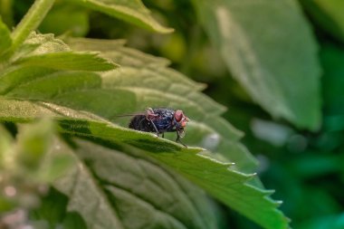 Sıradan bir ev sineği. Bir sinek nane şekerinin üzerinde oturup su içer, bir böcek bir damla çiy içer, seçici bir odak noktasıdır.