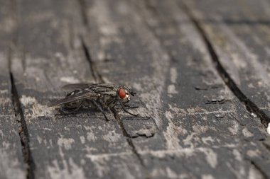 Böceklerin ortak evi gri ahşap bir arka planda uçar, eski bir terasta uçar, seçici bir odak noktası olur.