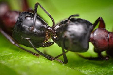 Ultra makro fotoğraf, dövüş karıncaları yeşil arka planda yakın plan, aşırı büyütme