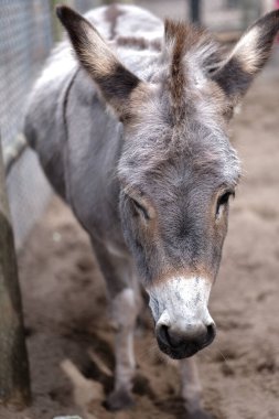 Üzgün bir eşeğin portresi, yakın plan bir eşek, yük hayvanı.