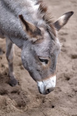 Üzgün bir eşeğin portresi, yakın plan bir eşek, yük hayvanı.