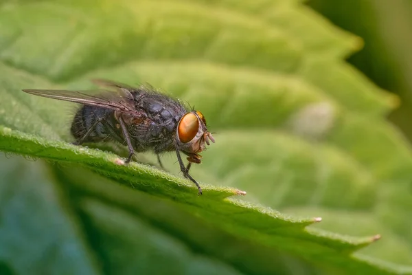 Das Insekt Ist Eine Gewöhnliche Stubenfliege Fliege Sitzt Auf Einem — Stockfoto