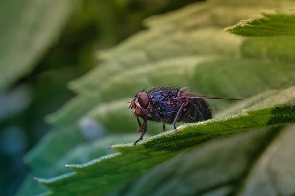 Das Insekt Ist Eine Gewöhnliche Stubenfliege Fliege Sitzt Auf Einem — Stockfoto
