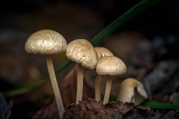 Cogumelos Não Comestíveis Floresta Fundo Natural Natural — Fotografia de Stock