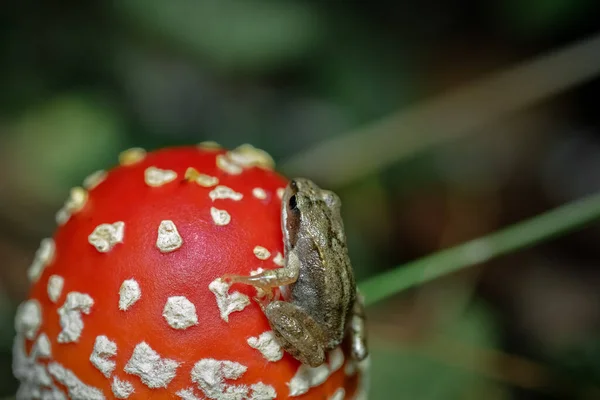 Amanita muscaria with a beautiful frog on a hat, red toadstool in the forest, fly agaric in a fairy forest background.