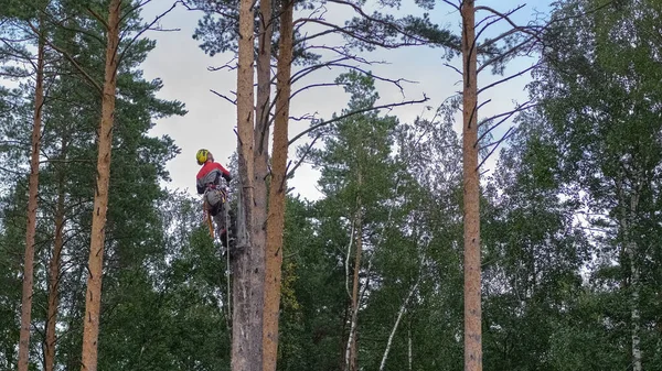 Arborist Cutting Tree Action Shot Tree Specialist Chainsaw Rigging Ropes — Stock Photo, Image