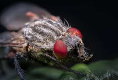 Bir çiçeğin makro büyük sinek kıllı pençeleri ve güzel gözleri, sıradan bir karasineğin yakın çekimi