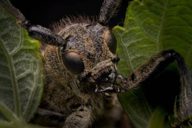 Barbel böceğinin tam yüzünün süper yakın plan portresi. Doğal bitki örtüsü. Halter böceği makrosu. Bir böceğin makro görüntüsü doğada çok detaylı ve berraktır.