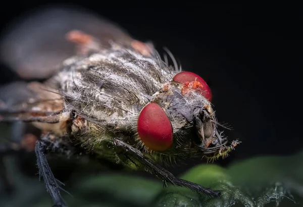 Macro Una Flor Mosca Grande Con Patas Peludas Hermosos Ojos — Foto de Stock