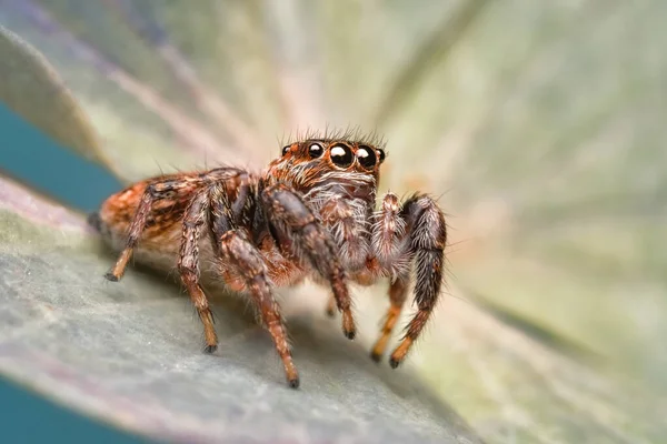 Nahaufnahme Einer Schönen Spinne Ein Super Makrobild Einer Springenden Spinne — Stockfoto