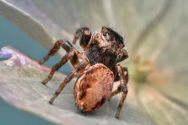 Detailní Záběr Krásného Pavouka Super Makro Obraz Skákajícího Pavouka Salticidae — Stock fotografie