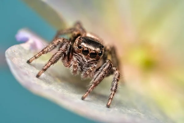 美丽蜘蛛的特写 盐水叶上跳跃蜘蛛的超级宏观图像 前景色 美丽的大眼睛蜘蛛的样子 — 图库照片