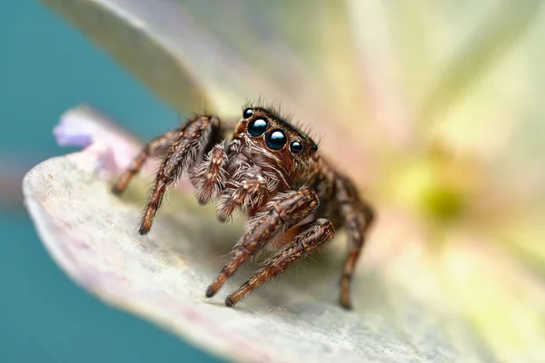 Крупный План Красивого Паука Супер Макро Изображение Прыгающего Паука Salticidae — стоковое фото