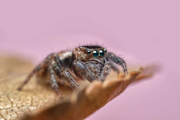 Крупный План Красивого Паука Супер Макро Изображение Прыгающего Паука Salticidae — стоковое фото