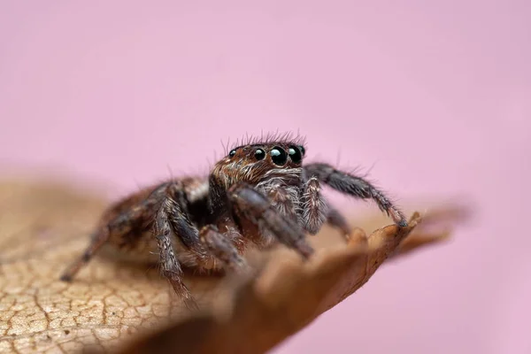 아름다운 거미의 깡충거미 매크로 이미지 아름다운 거미가 배경을 — 스톡 사진