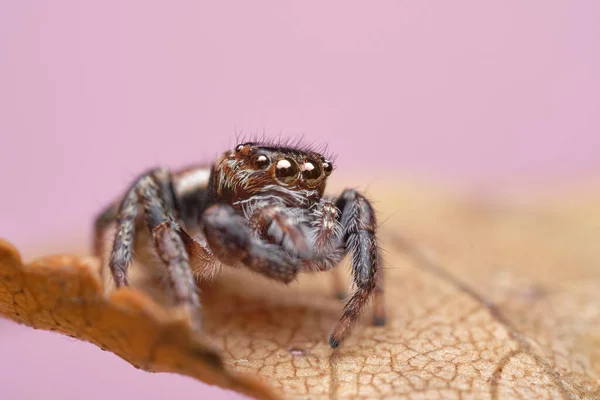 아름다운 거미의 깡충거미 매크로 이미지 아름다운 거미처럼 보인다 — 스톡 사진