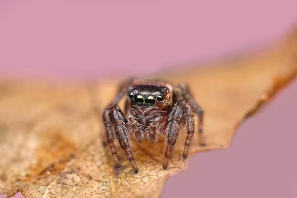 Крупный План Красивого Паука Супер Макро Изображение Прыгающего Паука Salticidae — стоковое фото