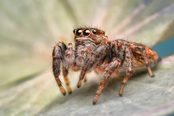 一个美丽蜘蛛的特写 一个在盐水叶上跳跃蜘蛛 Salticidae 的超级宏观图像 侧视图 — 图库照片