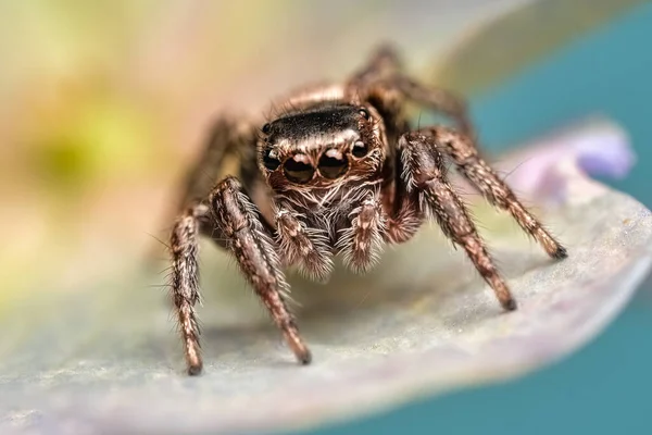 Close Van Een Prachtige Spin Super Macro Afbeelding Van Een — Stockfoto