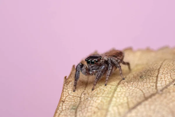 Zbliżenie Pięknego Pająka Super Makro Wizerunek Skaczącego Pająka Salticidae Żółtym — Zdjęcie stockowe