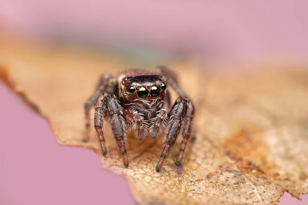 Close Beautiful Spider Super Macro Image Jumping Spider Salticidae Yellow — Stock Photo, Image