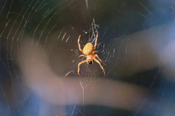 Hermosa Araña Araneus Está Espera Presa Una Red Sobre Fondo — Foto de Stock