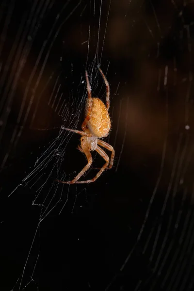 Mooie Spin Araneus Wacht Zijn Prooi Een Web Een Zwarte — Stockfoto