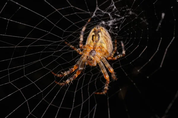 Mooie Spin Araneus Wacht Zijn Prooi Een Web Een Zwarte — Stockfoto