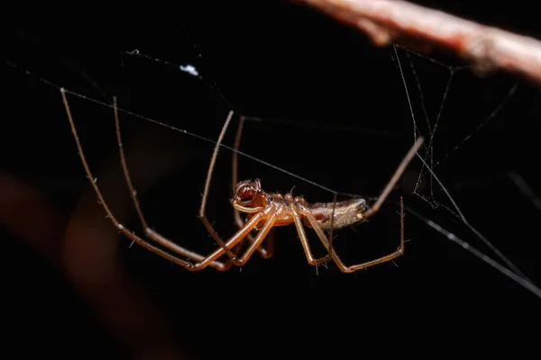 Araña Nephila Arrastrándose Una Red Sobre Fondo Negro Enfoque Selectivo — Foto de Stock