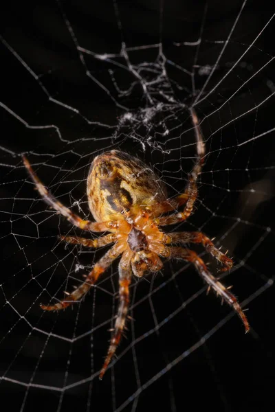 Beautiful Spider Araneus Waiting Its Prey Web Black Background Selective Stock Picture