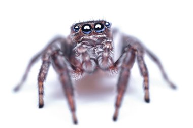 Beyaz arka planda izole edilmiş, güzel mavi gözlü, zıplayan örümcek Salticidae.