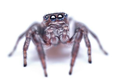 Beyaz arka planda izole edilmiş, güzel mavi gözlü, zıplayan örümcek Salticidae.