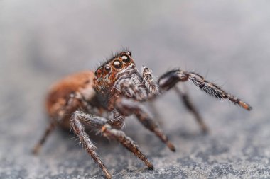 Gri taşın üzerinde zıplayan örümcek, Salticidae familyasından bir örümcek..