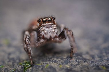 Gri taşın üzerinde zıplayan örümcek, Salticidae familyasından bir örümcek..