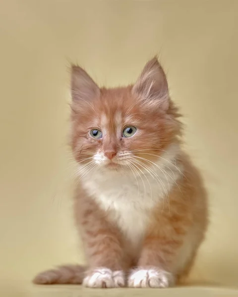 Retrato Primer Plano Gato Foto Fondo Poco Gatito Sobre Amarillo —  Fotos de Stock