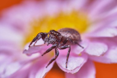 Olgunlaşmamış Arsız Sıçrayan Örümcek, Salticus Örümcek, Çiçekli Daisy 'nin üstünde