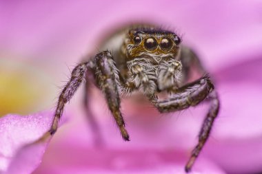 Olgunlaşmamış Arsız Sıçrayan Örümcek, Salticus Örümcek, Çiçekli Daisy 'nin üstünde