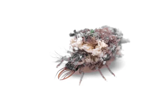 カモフラージュのために 漆塗りの幼虫は破片 食品の破片 昆虫を捕獲します クリソピア — ストック写真