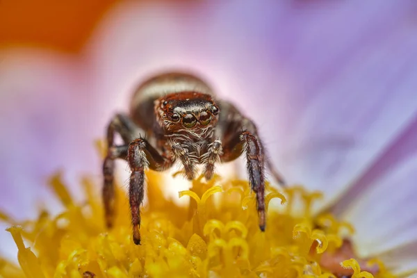 Onvolwassen Brutale Springen Spider Salticus Spider Een Bloeiende Daisy — Stockfoto