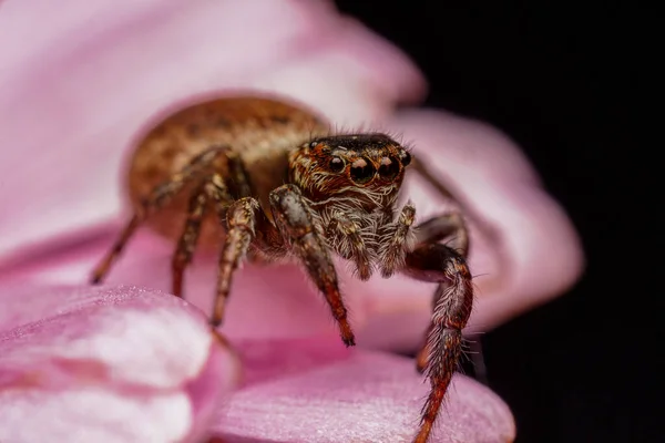 Onvolwassen Brutale Springen Spider Salticus Spider Een Bloeiende Daisy — Stockfoto