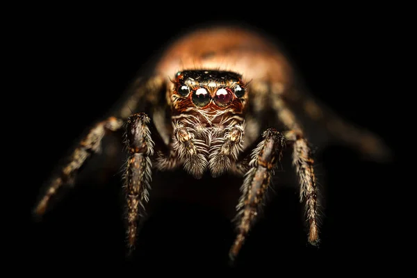 Araña Saltarina Inmadura Salticus Spider Sobre Fondo Negro — Foto de Stock