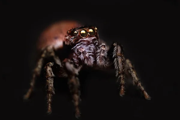 不成熟的 厚脸皮的跳跃蜘蛛 沙眼蜘蛛 黑色背景 — 图库照片