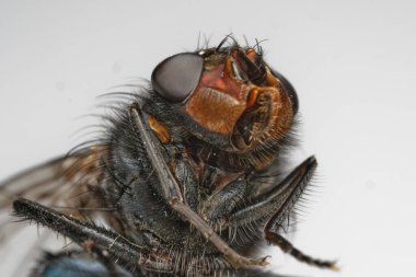 Bir sineğin yakın plan portresi, bir sineğin ultra makro fotoğrafı, seçici odak noktası