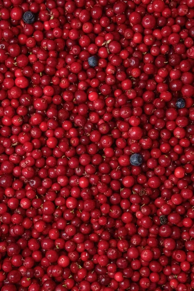 Ripe fresh cranberries as bright natural, healthy food, berries background. Harvest, autumn, superfood. Banner mock up close up, vertical photography